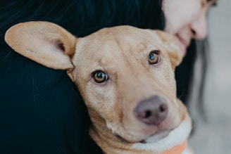 A close-up of a light brown dog with expressive eyes looking directly at the camera. The dog is partially embraced by a person whose face is slightly blurred in the background. The person's long black hair contrasts with the dog's fur.