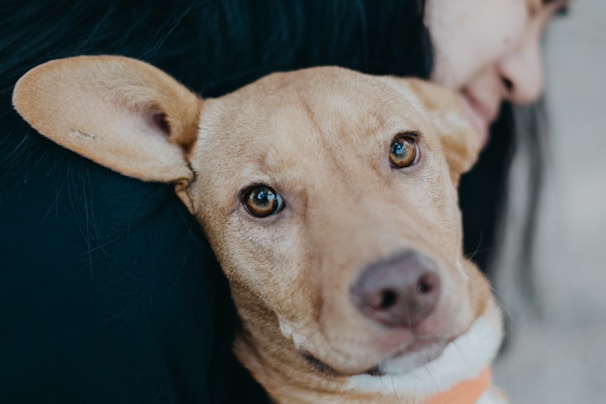 A close-up of a light brown dog with expressive eyes looking directly at the camera. The dog is partially embraced by a person whose face is slightly blurred in the background. The person's long black hair contrasts with the dog's fur.