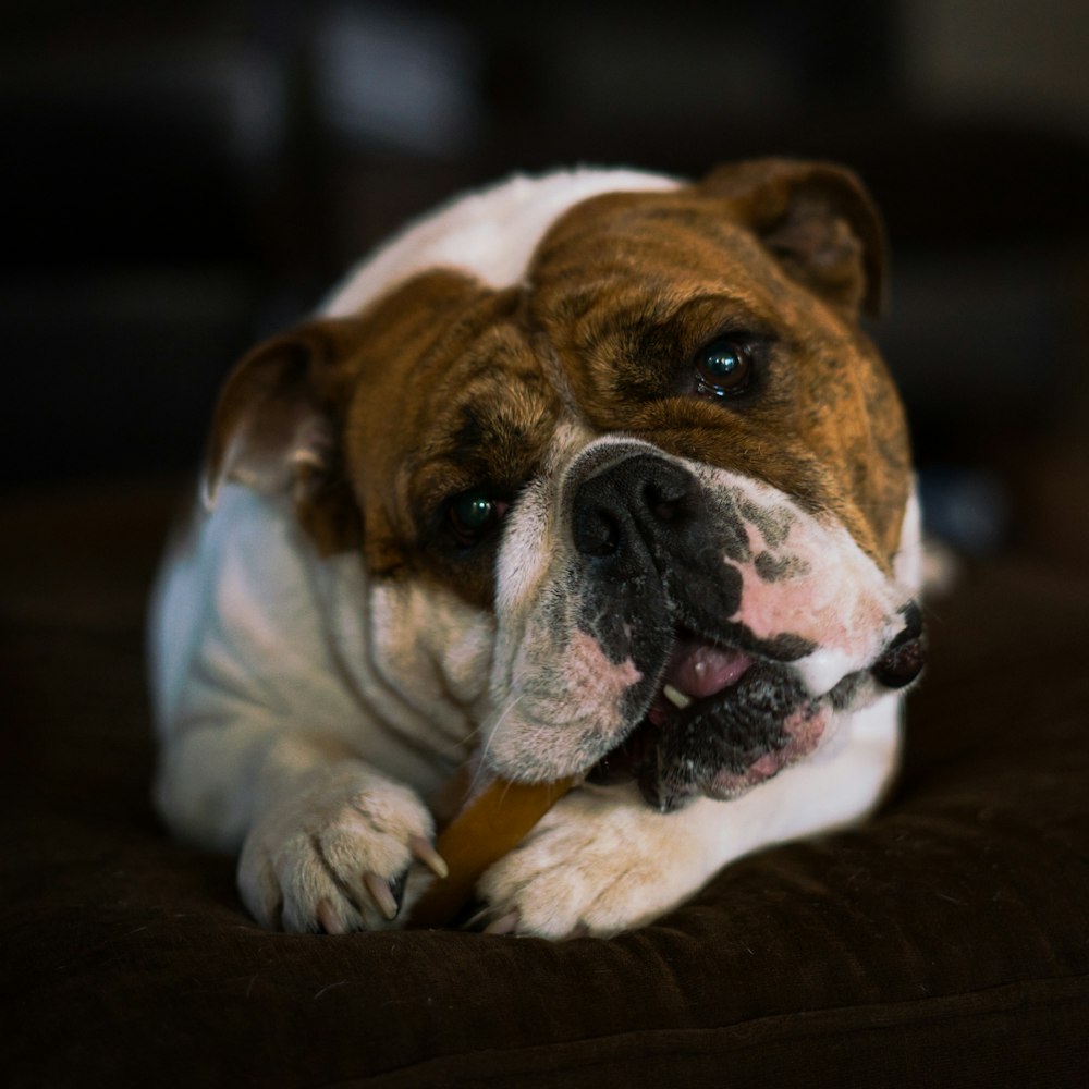 close-up photography of white and brown dog