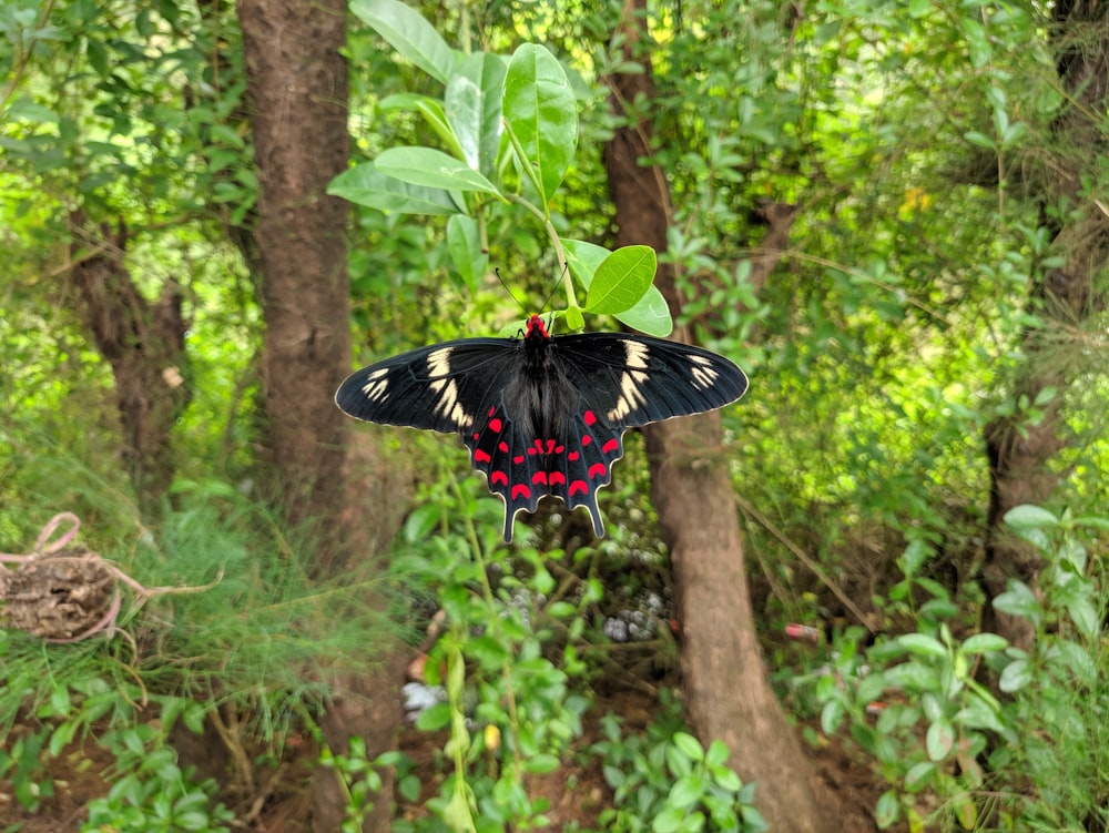 black and red butterfly perching on green leaf