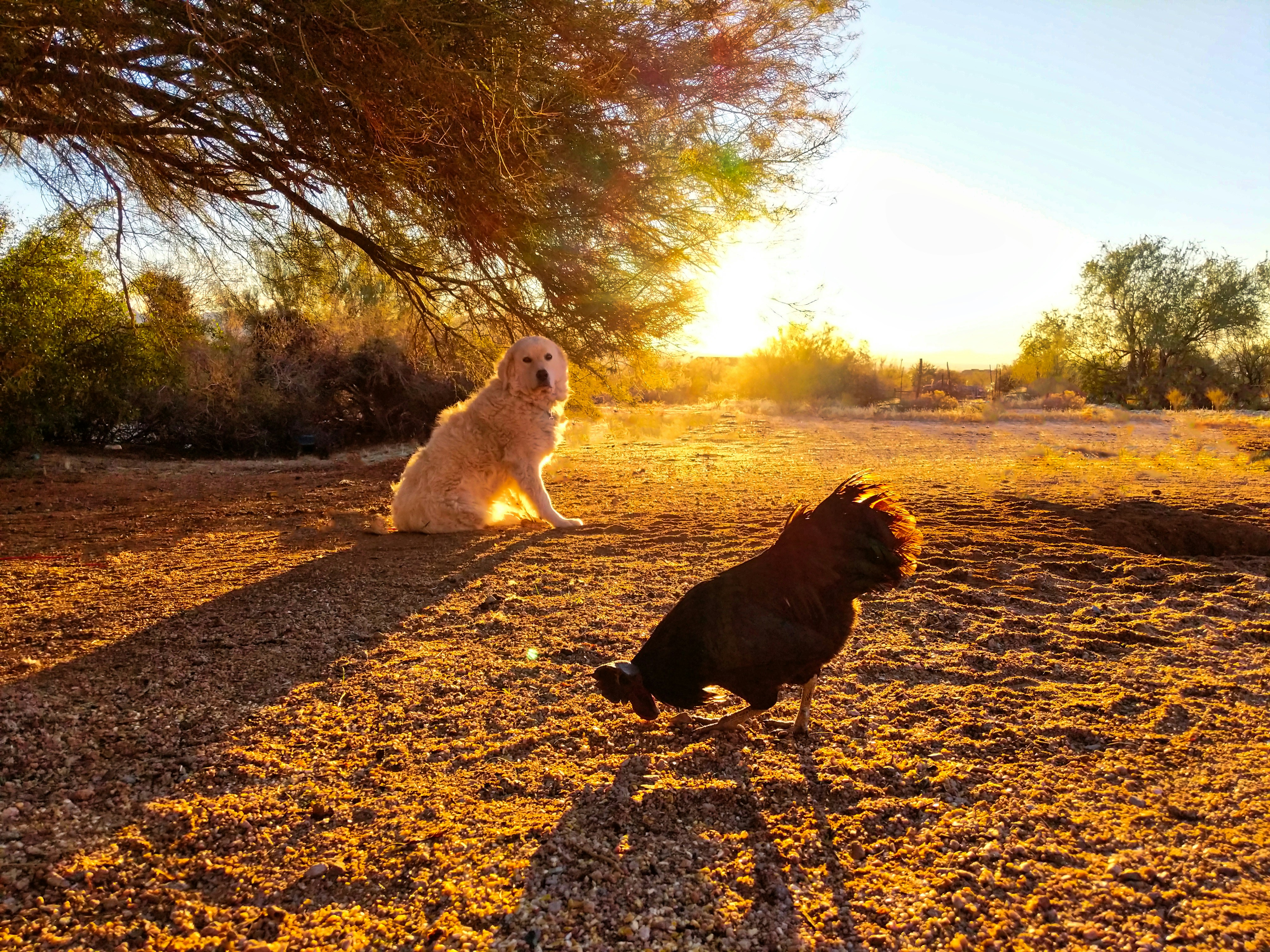 Kuvasz: The Loyal Protector (image credits: unsplash)