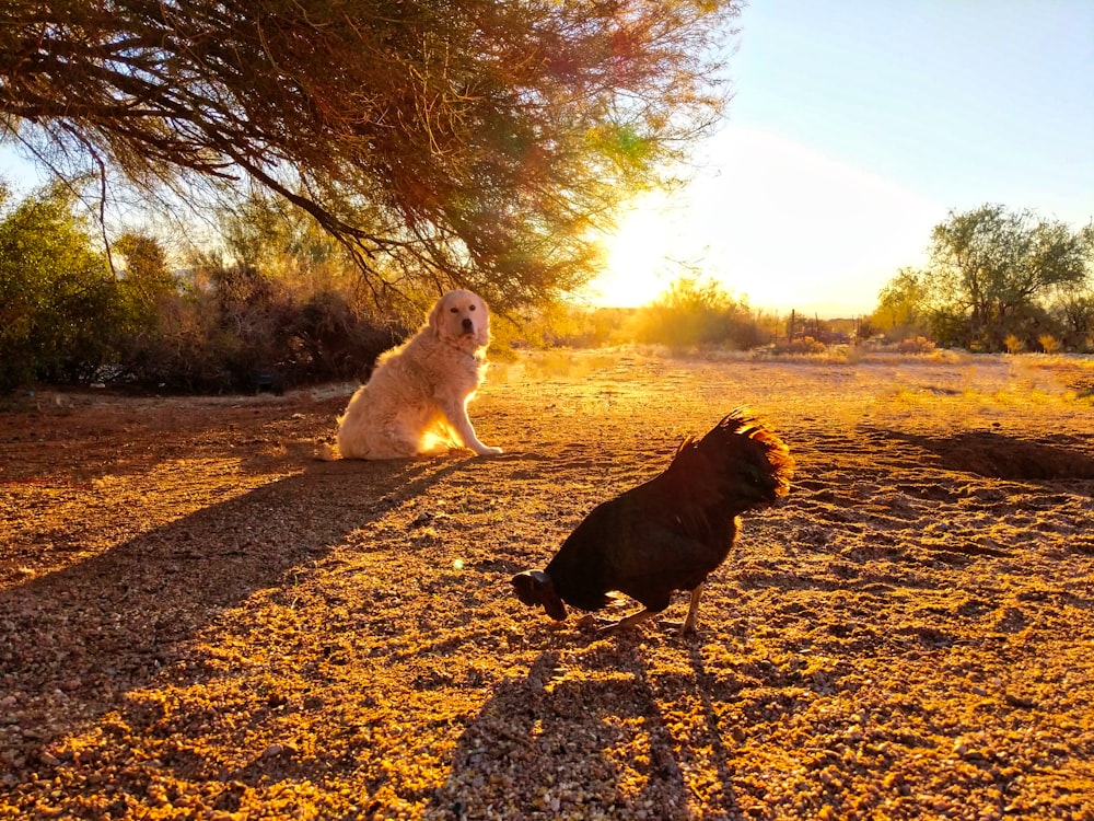 dog sitting near chicken at daytime