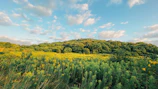 Restored marsh meadow blooming with wildflowers under a soft blue sky.