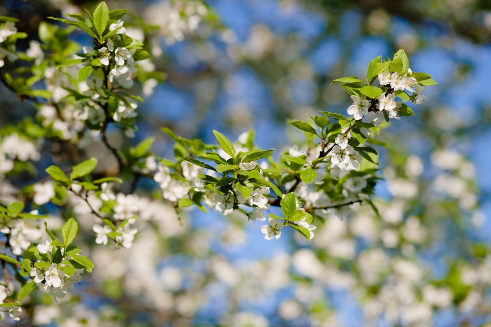 white flowering tree