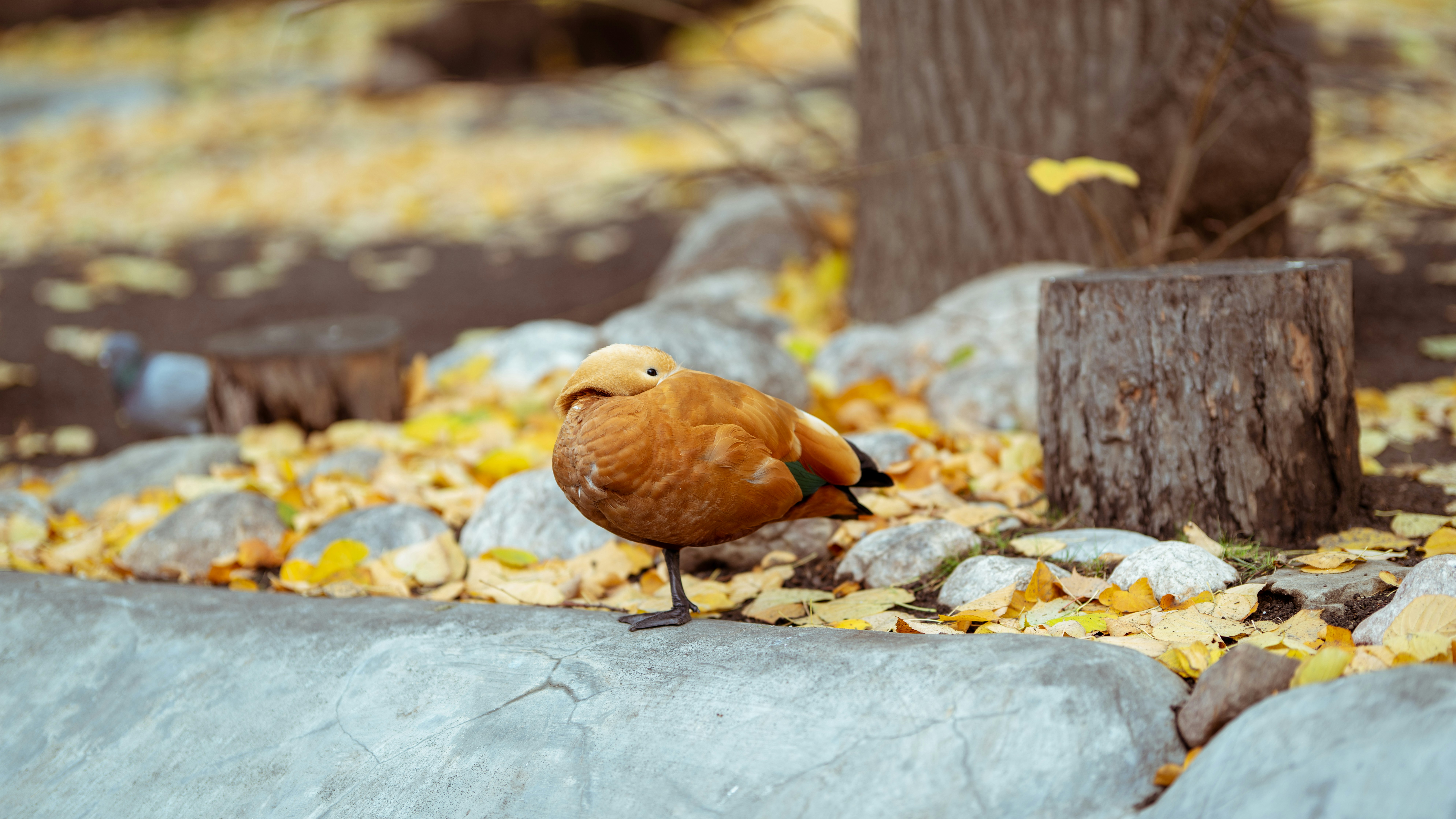 brown bird standing on gray rock