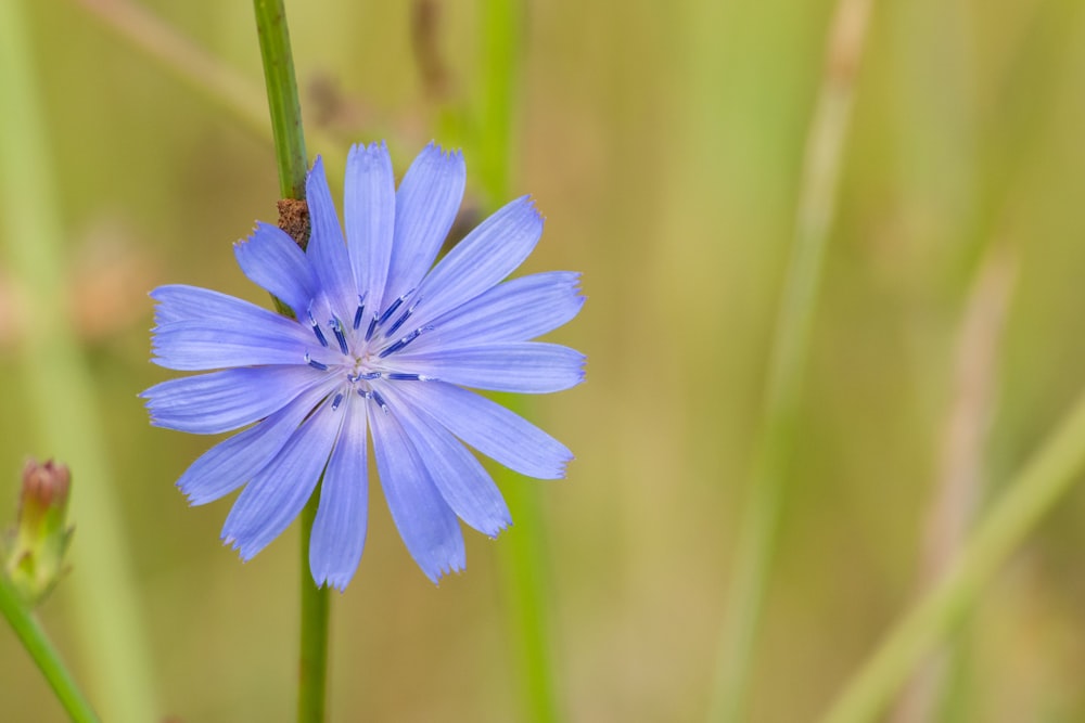 close up photography of blue flower