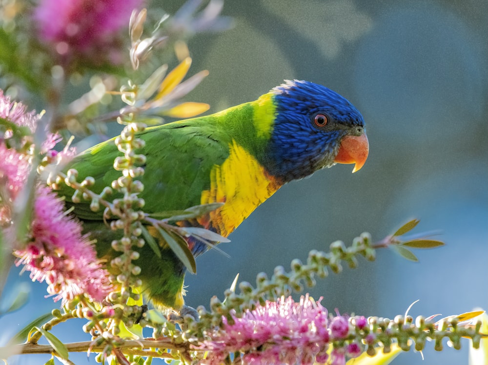 lorikeet on pink flower