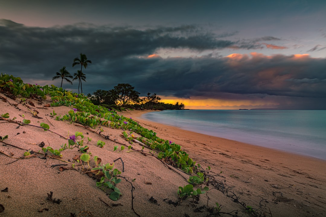 green leafed plants near shore