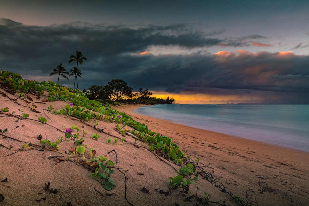 green leafed plants near shore