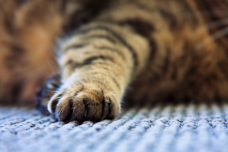 A close-up of a cat's paw resting on a textured surface. The fur is soft and striped, with shades of brown and black. The claws are gently retracted, and the image focuses on the intricate details of the paw's fur.