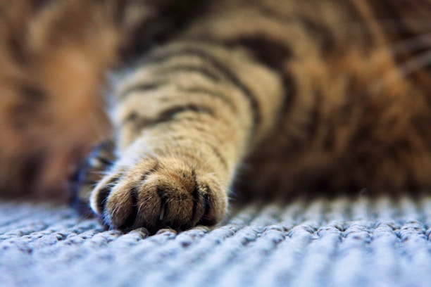 A close-up of a cat's paw resting on a textured surface. The fur is soft and striped, with shades of brown and black. The claws are gently retracted, and the image focuses on the intricate details of the paw's fur.