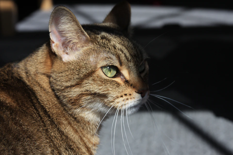The image shows a brown tabby cat with green eyes sitting on a gray carpeted floor, facing towards the right side of the frame and looking off to the left. The background is dark, providing a stark contrast that makes the cat stand out prominently in the scene.