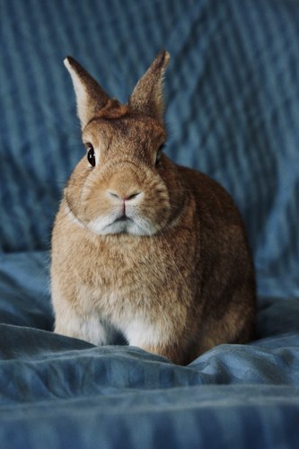 Brown rabbit identified by its source tags as a Netherland Dwarf, sitting against blue fabric
