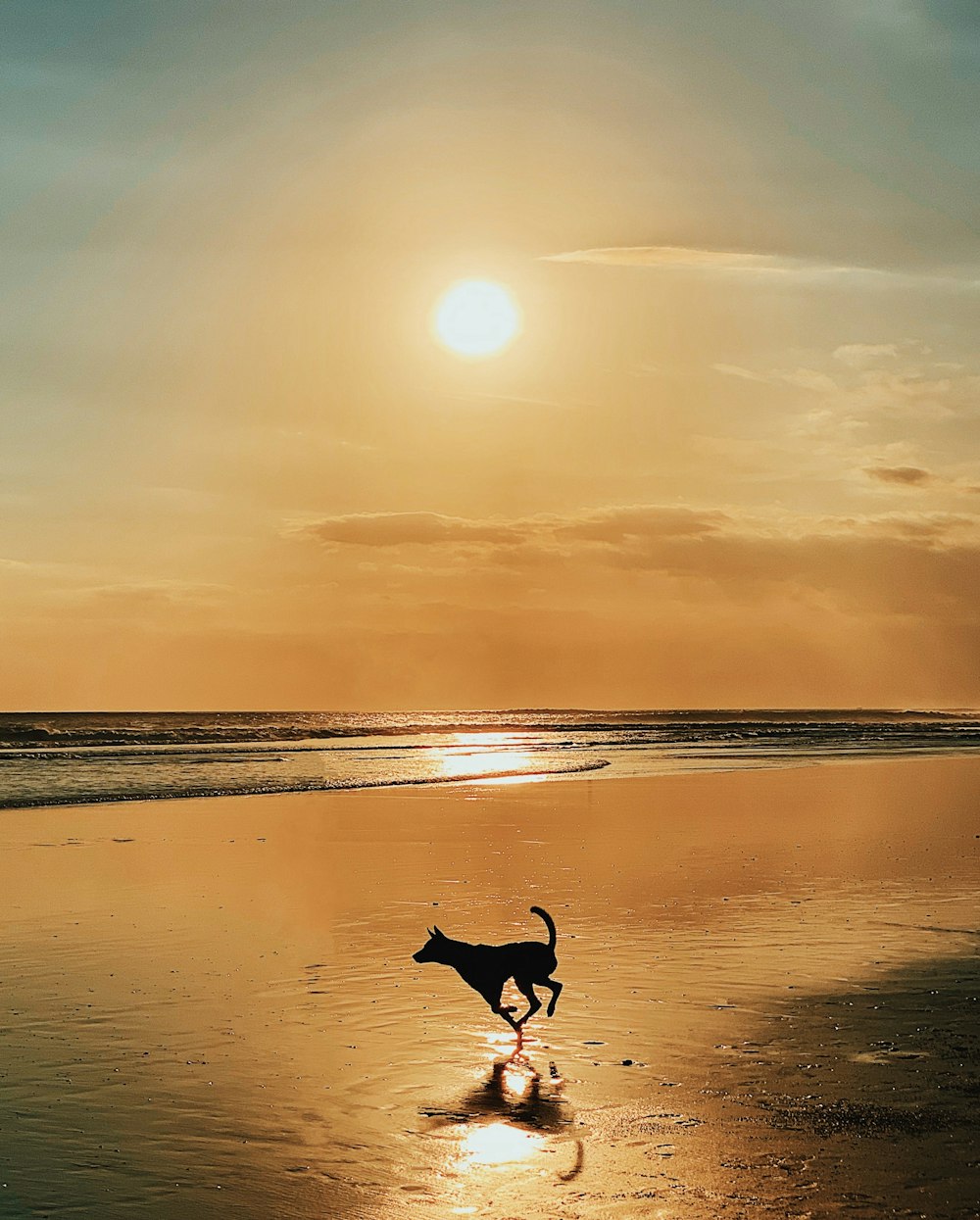 silhouette of dog on seashore
