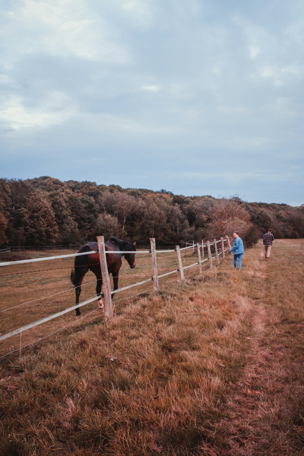 brown horse