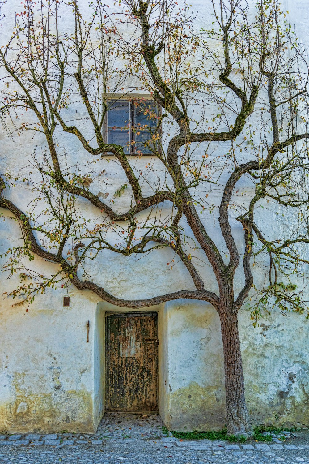 tree by white concrete building