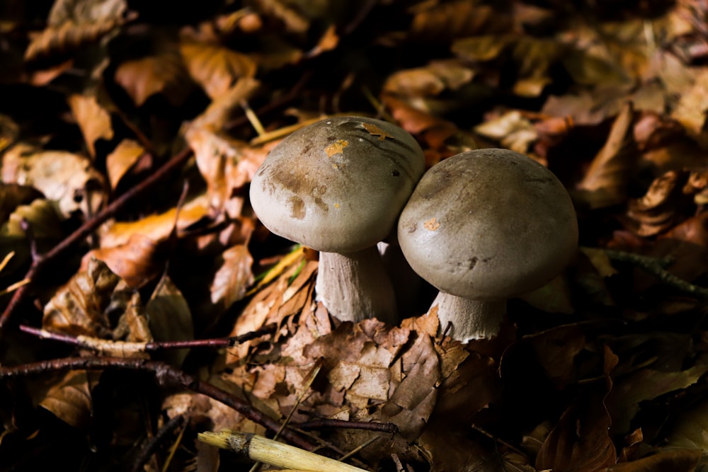 gray mushrooms surrounded with leaves
