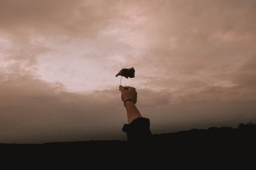 person holding withered leaf during cloudy day