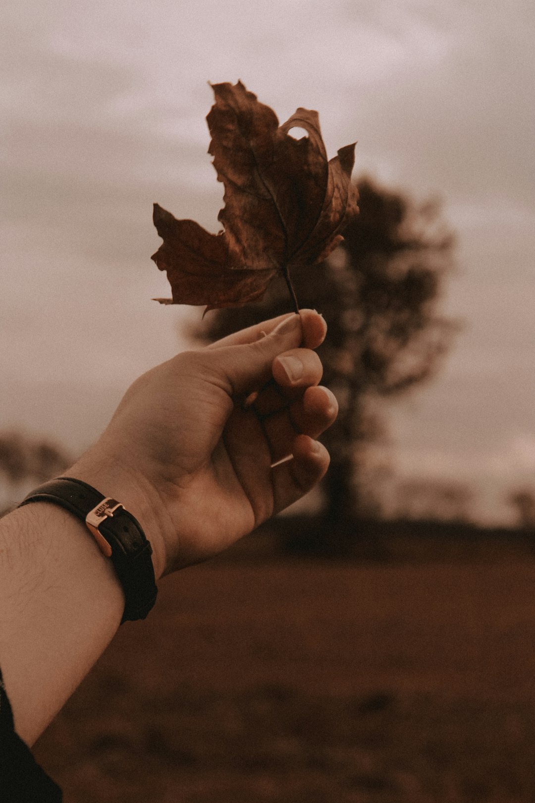 selective focus photography of person holding maple leaf