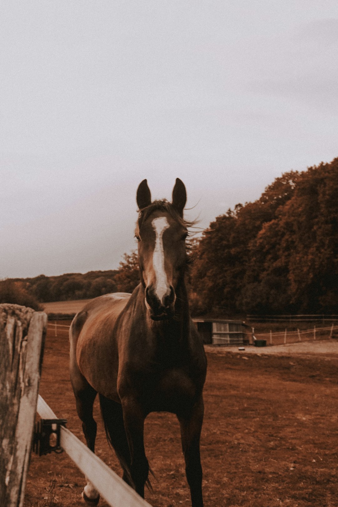 brown and white horse during daytime