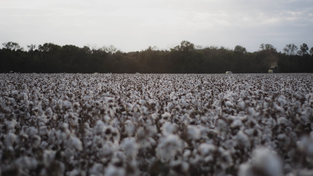 white petal flowerfield during daytime