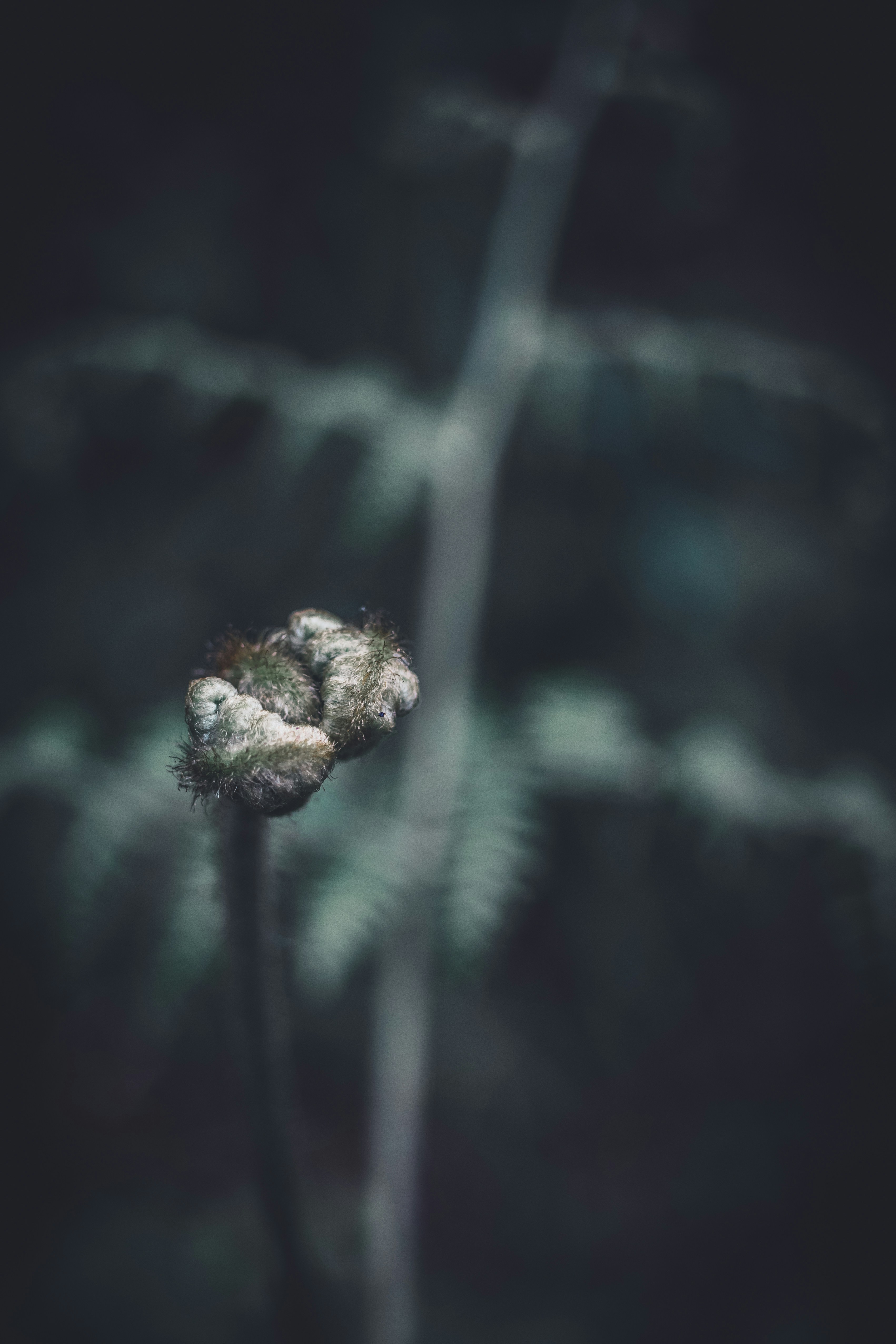 Photo by thehammockhermit