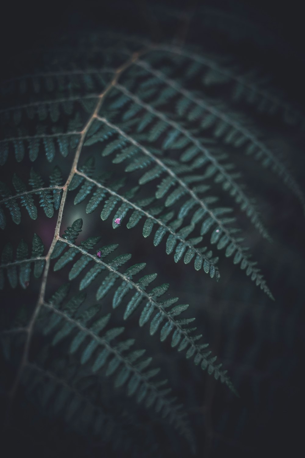 fern plants