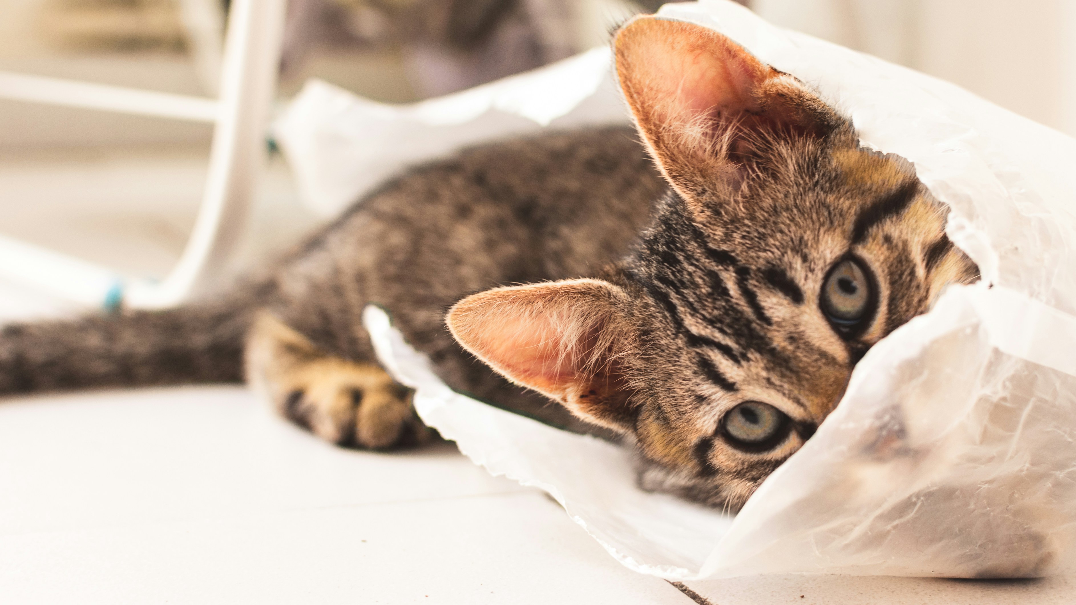 Pet health insurance: what to consider in 2026”