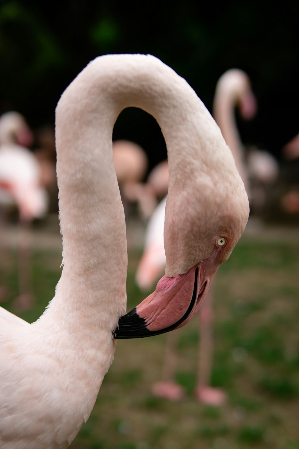 pink flamingo head