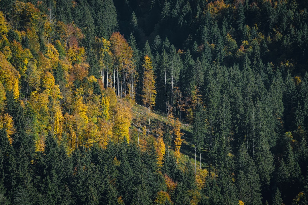 green pine trees