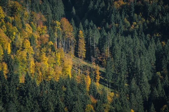 photo of Schliersee Tropical and subtropical coniferous forests near Munich Frauenkirche