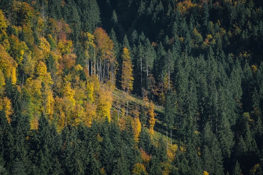 green pine trees in Schliersee Germany