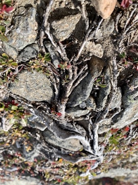 Close-up of intertwined roots forming a heart shape in rich soil