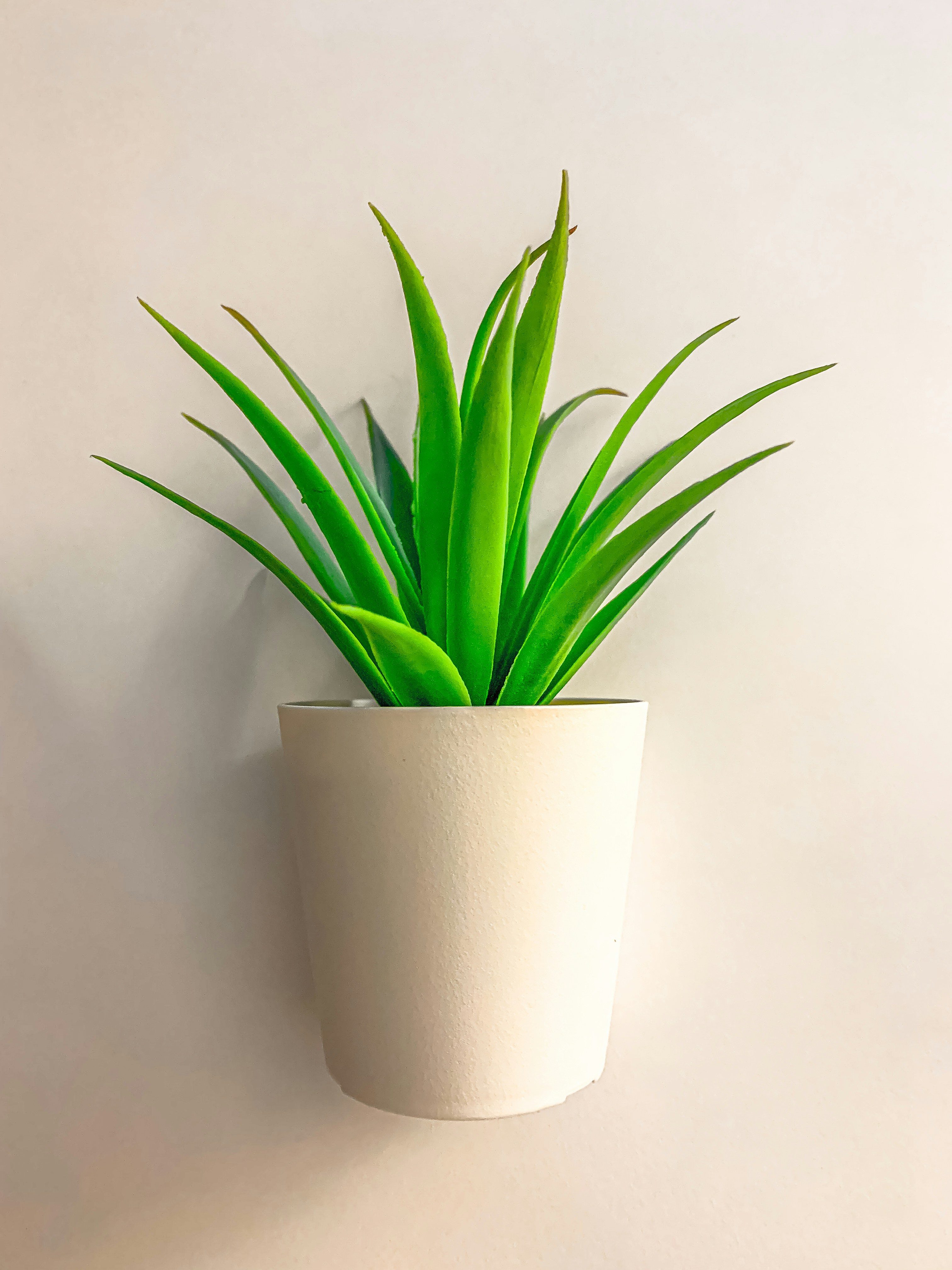 green-leafed plant in white pot
