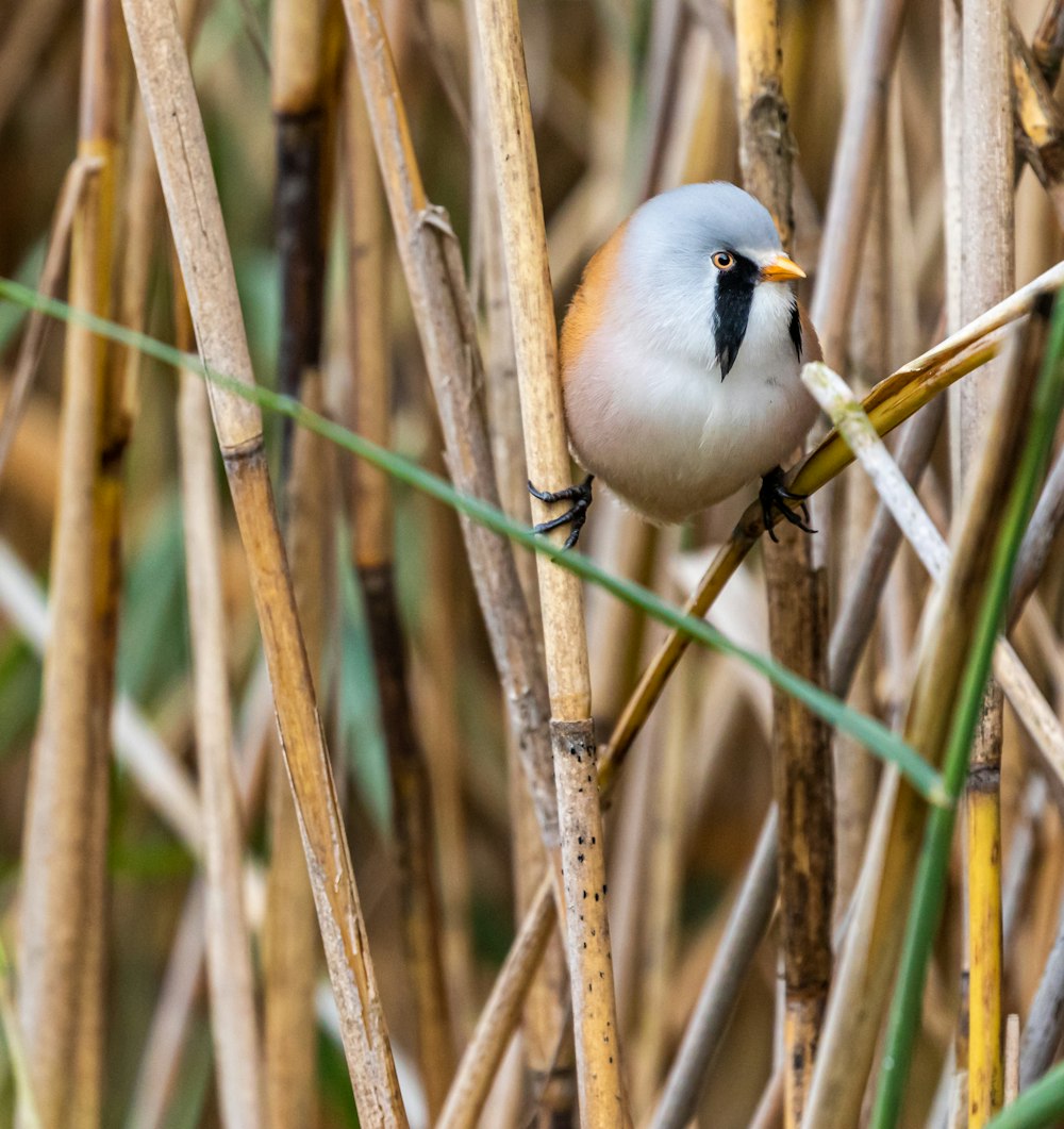 white and brown bird