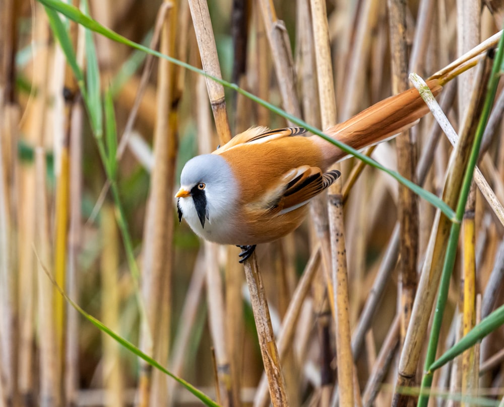 white and brown bird on grass field
