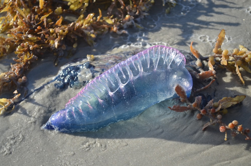 blue jellyfish on shore