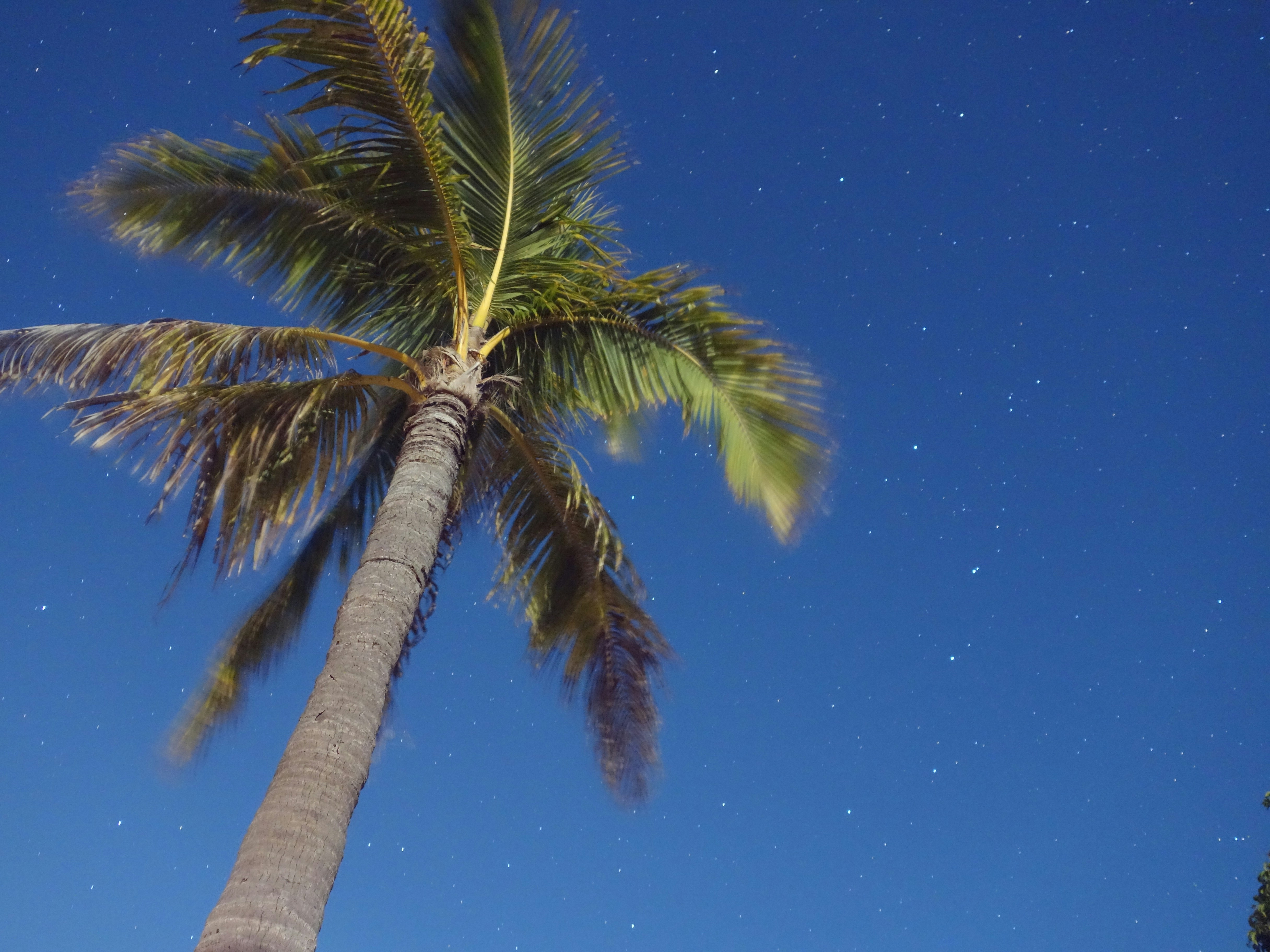 one coconut tree under a night sky