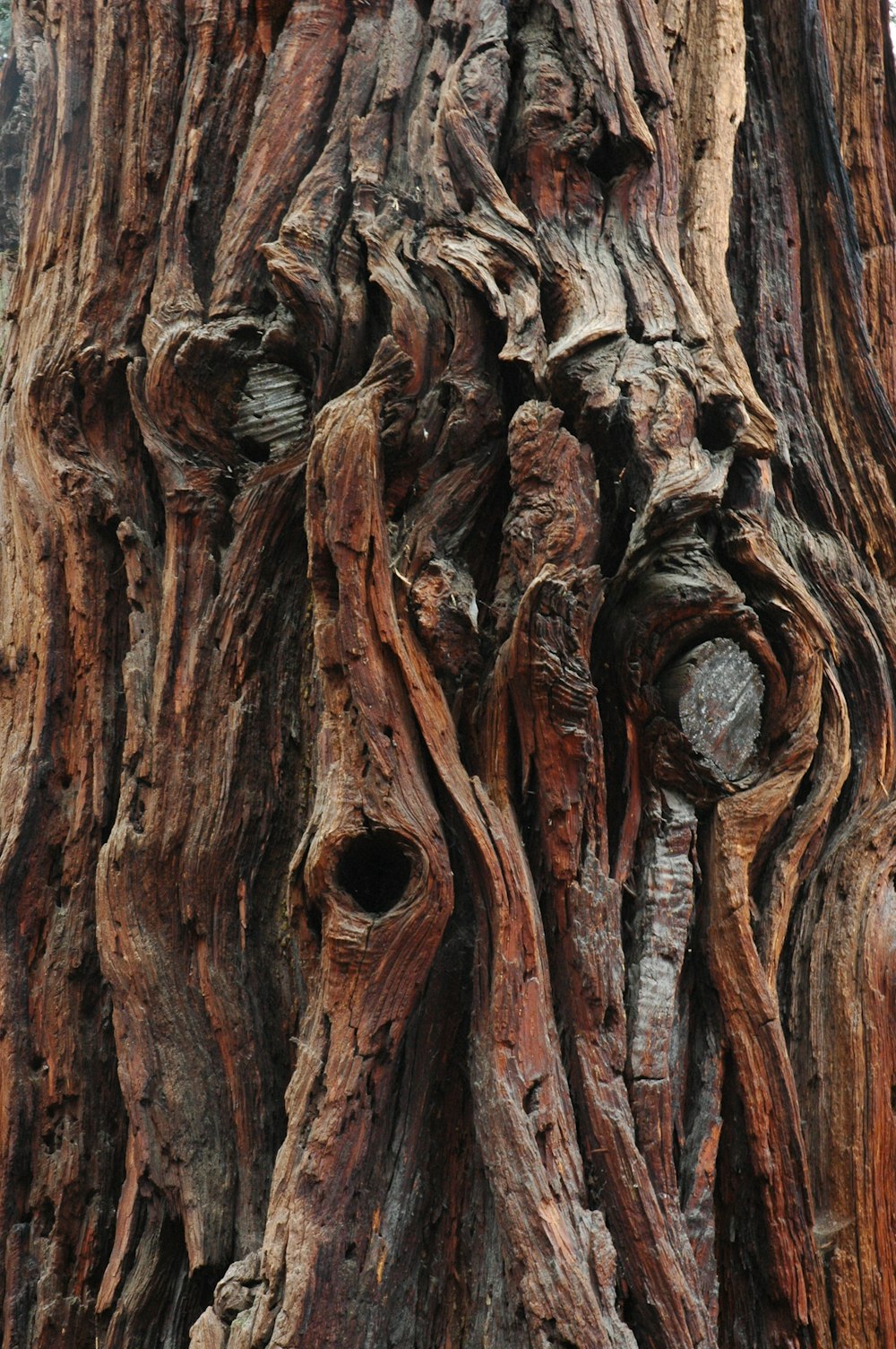 hallow tree trunk during daytime