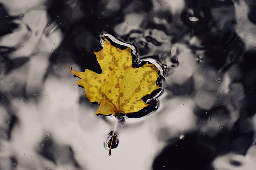 yellow leaf on body of water