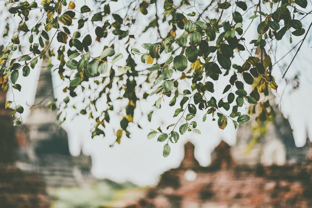 arbre vert