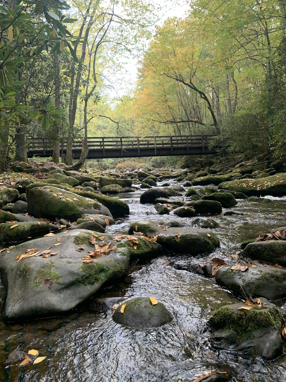 body of water between trees near bridge