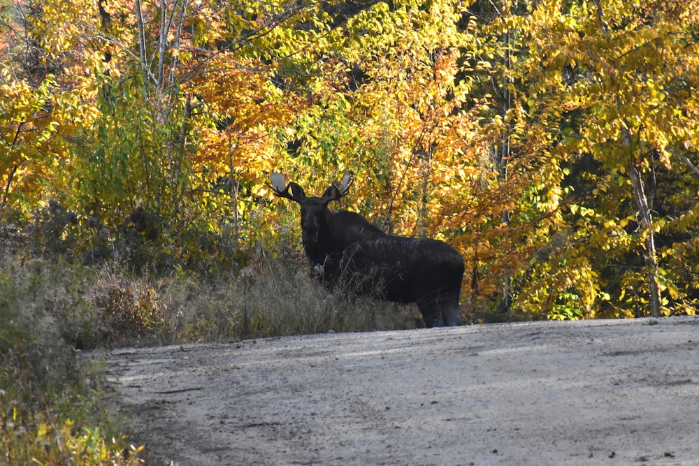 black moose near trees