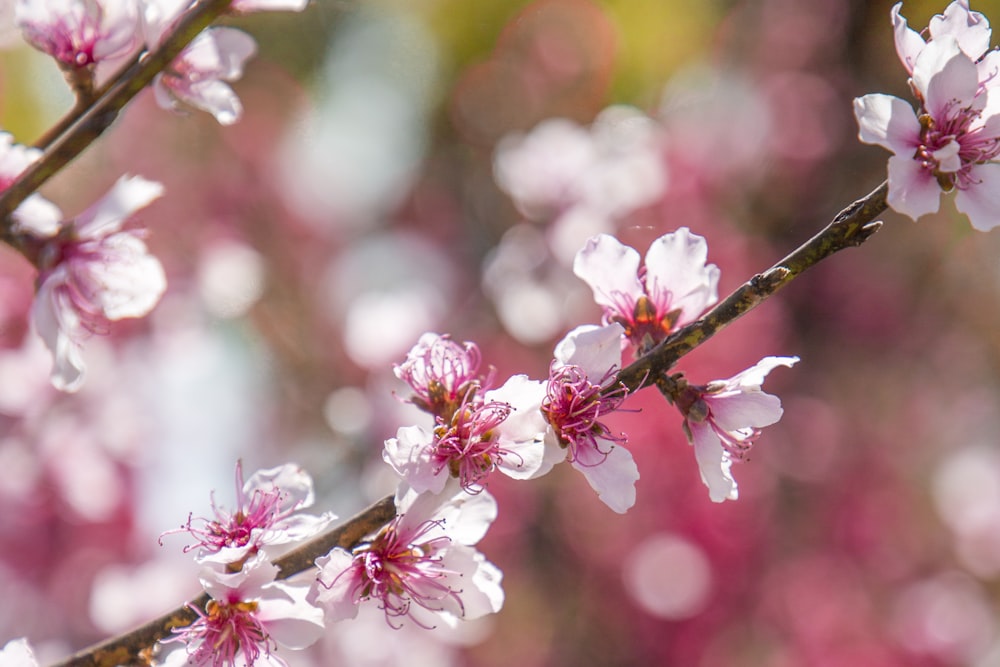 macro photography of blooming pink cherry blossoms