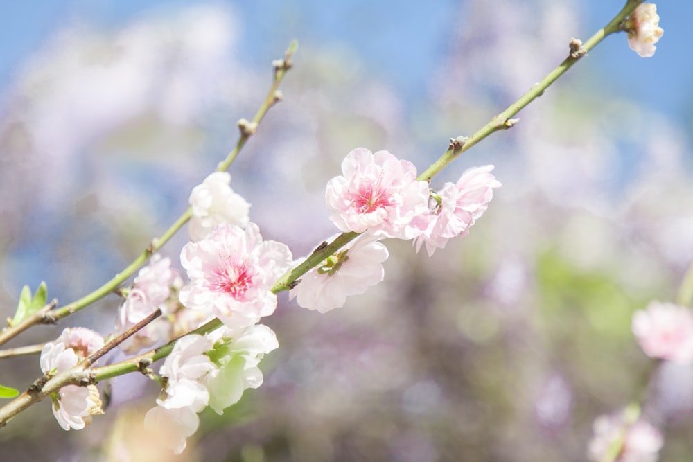 white-and-pink petaled flower plant