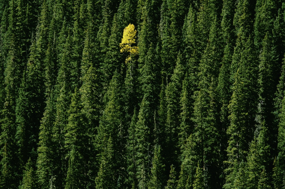 green leafed trees