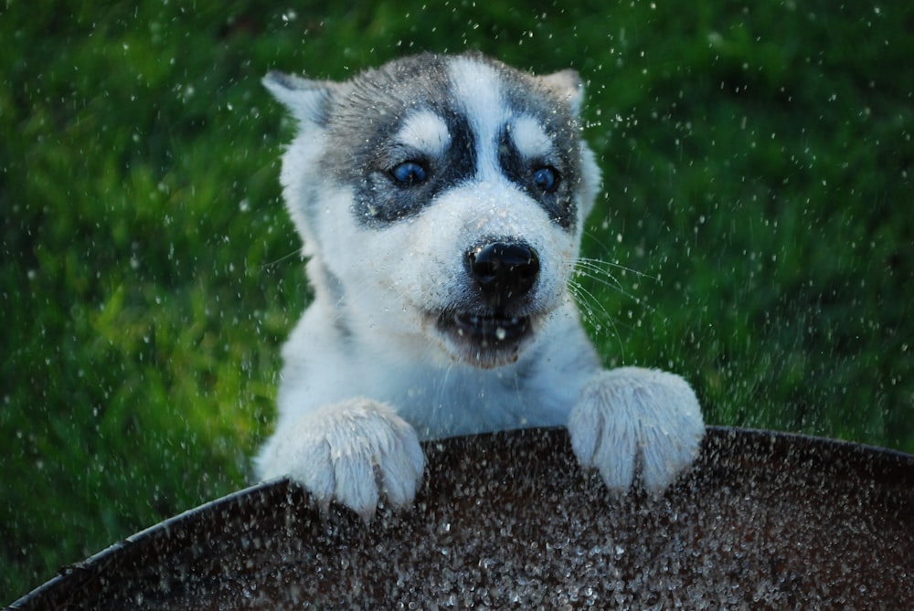 black and white short-coated dog