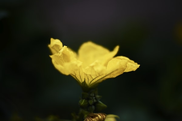 Ylang-ylang — Cananga odorata