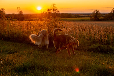 A peaceful open field with rescued dogs playing freely under a warm golden sunset.