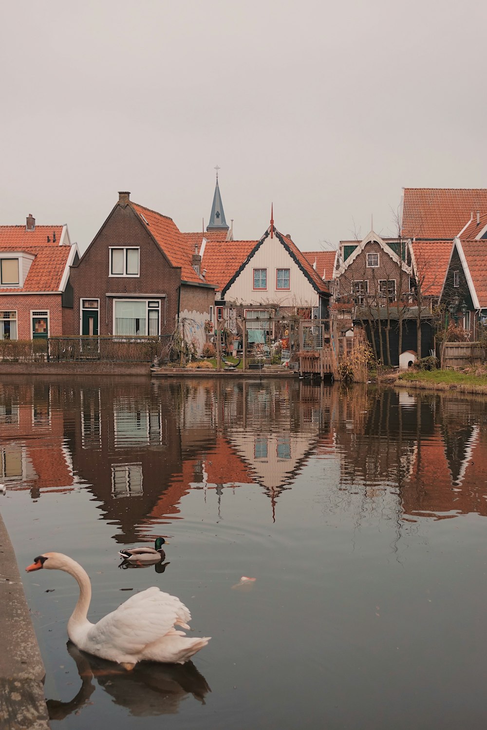 white swan on body of water